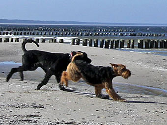 Auch Hunde auf der Insel Rügen voll auf ihre Kosten...